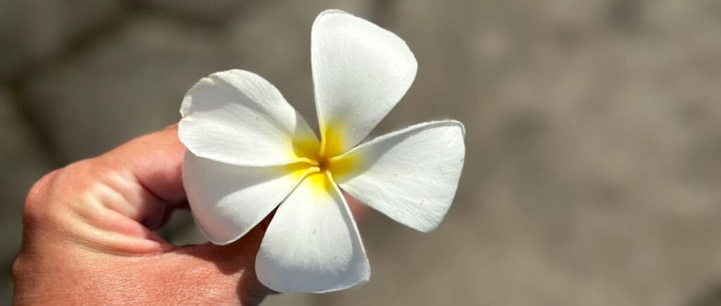 White frangipani flower held in hand — ERA Life First female founder wellness blog